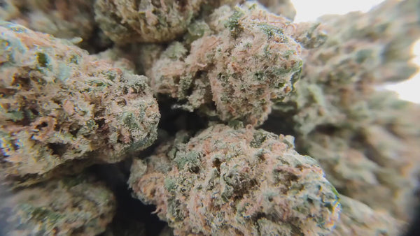 Jack Herer - Popcorn Luxury Edition