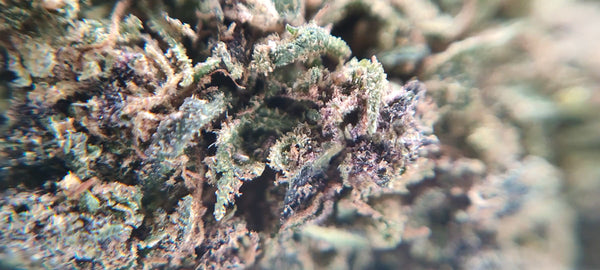 Purple Punch