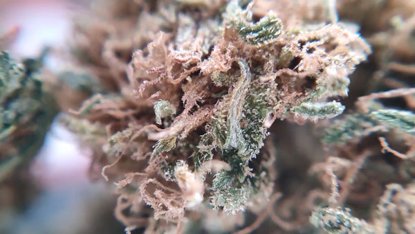 Popcorn - Jet Fuel OG USA